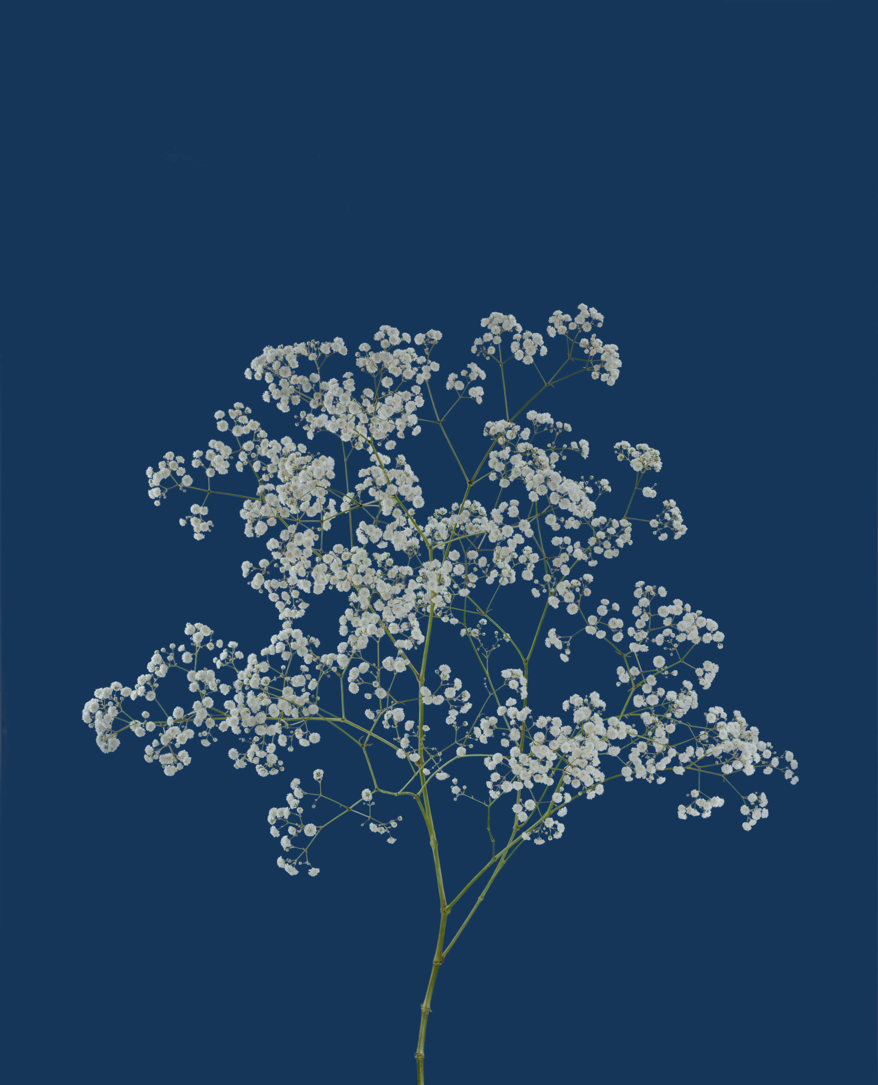 gypsophila-cassiopeia