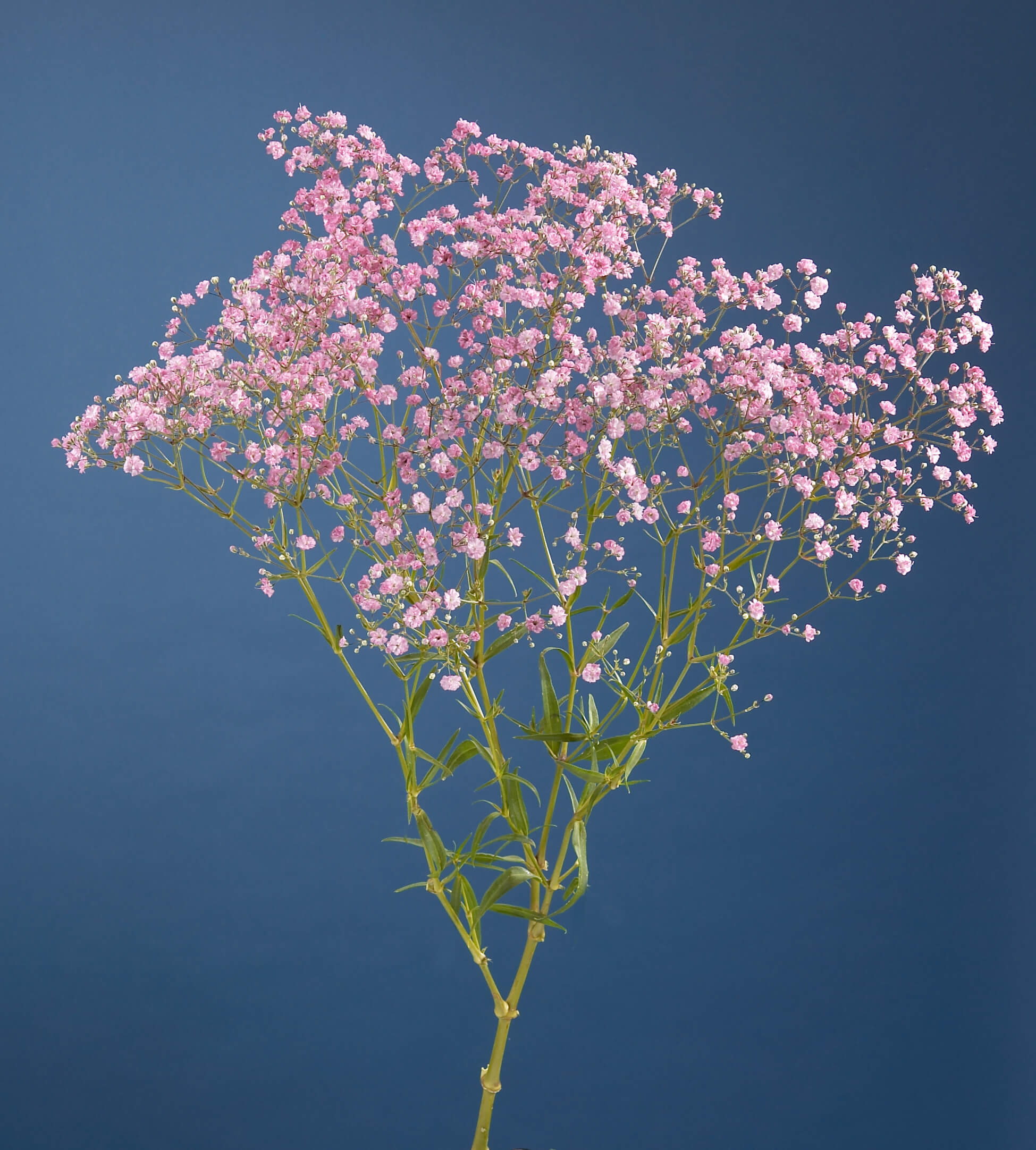 gypsophila-my-pink
