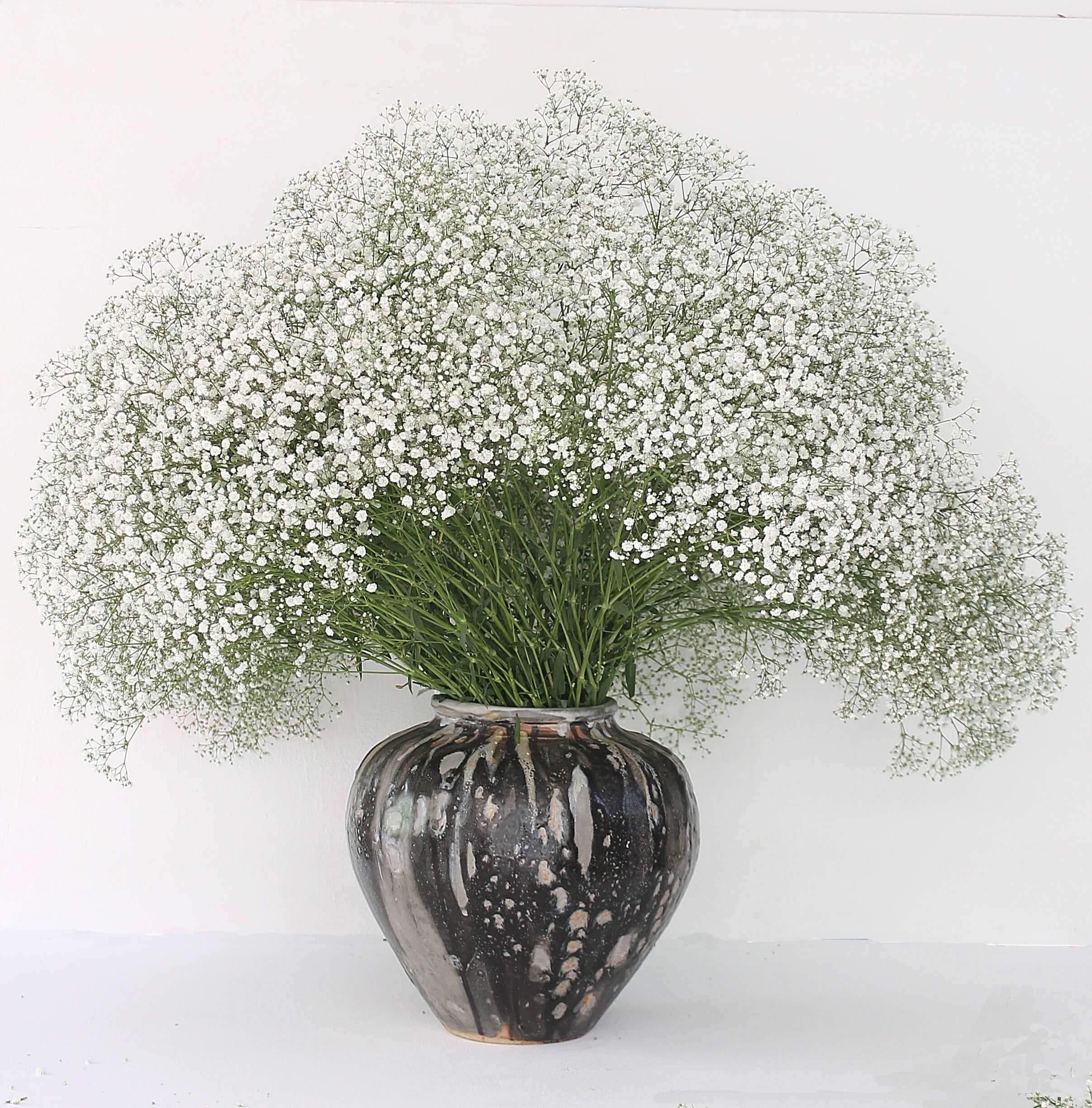 gypsophila-white-victoria