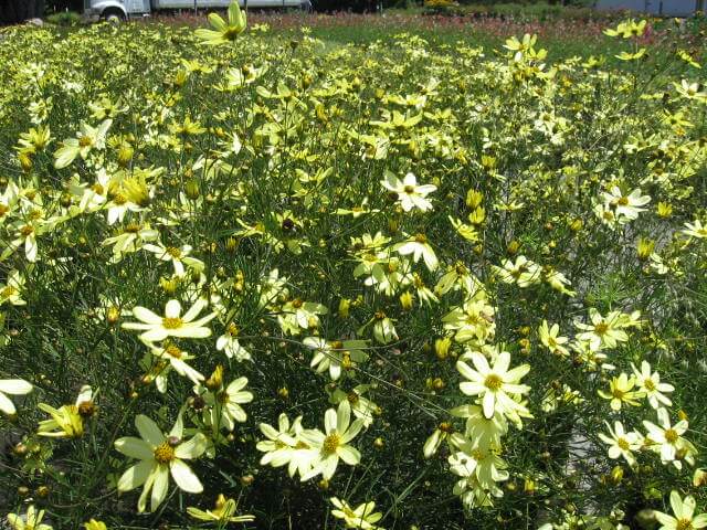Coreopsis - Moonbeam