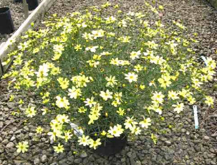 Coreopsis - Moonbeam