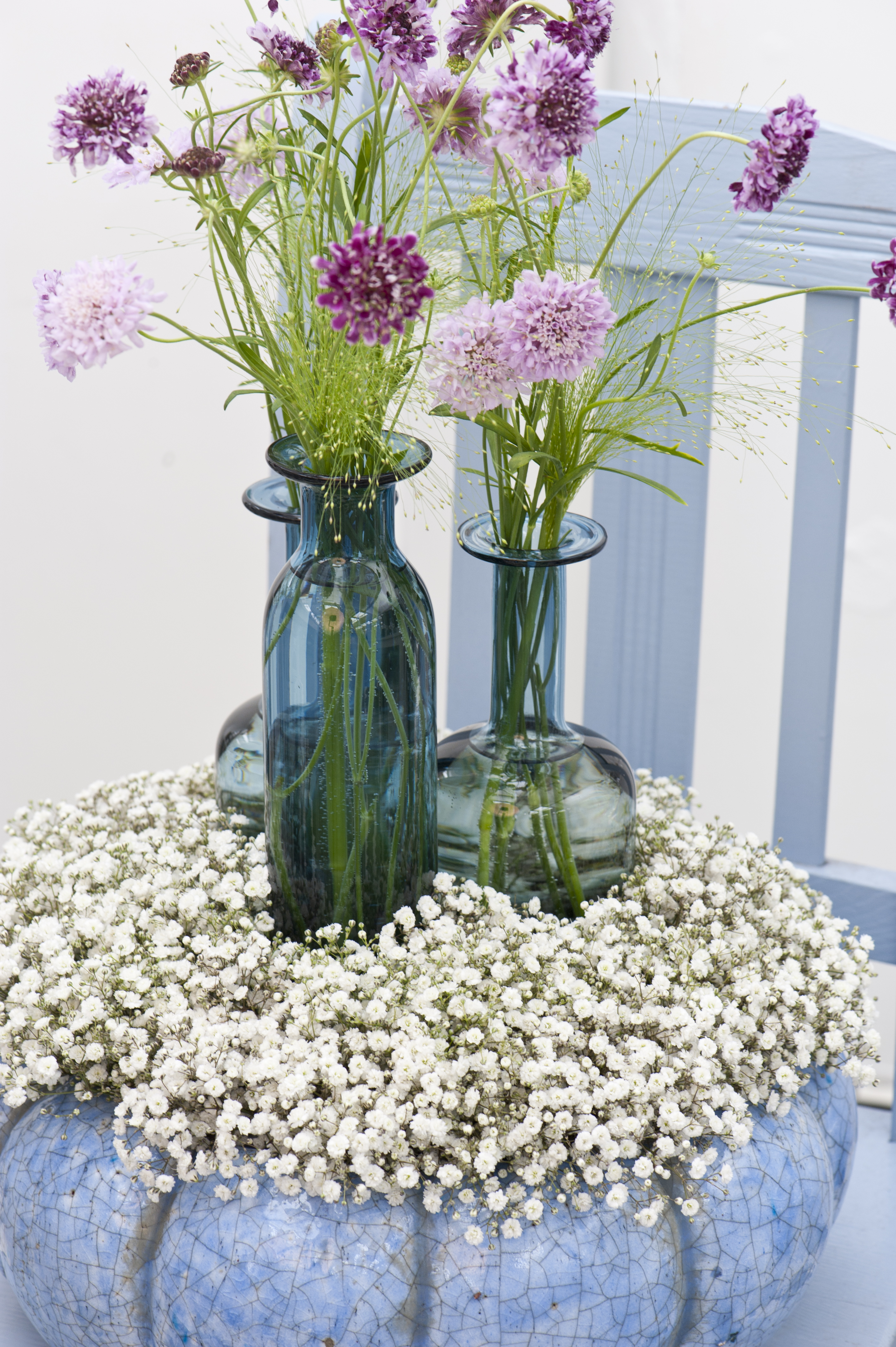 gypsophila-cassiopeia