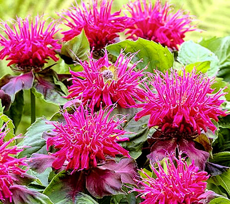 Monarda