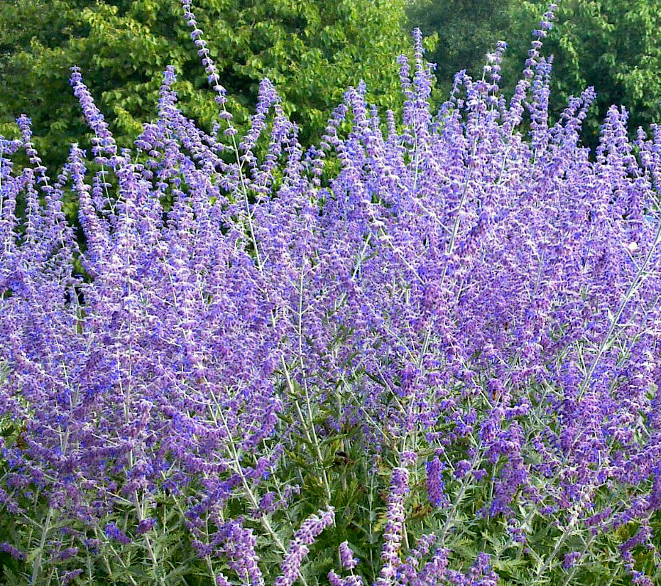 Perovskia