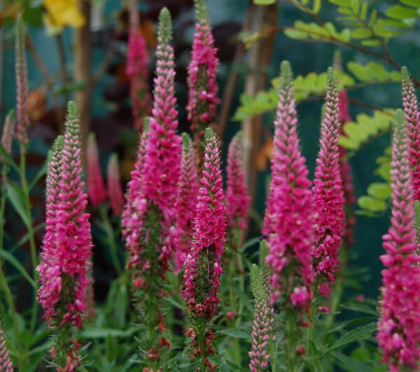 Veronica spicata