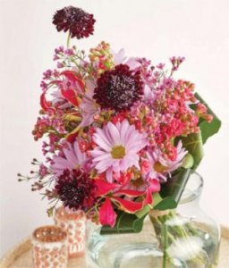 scabiosa care