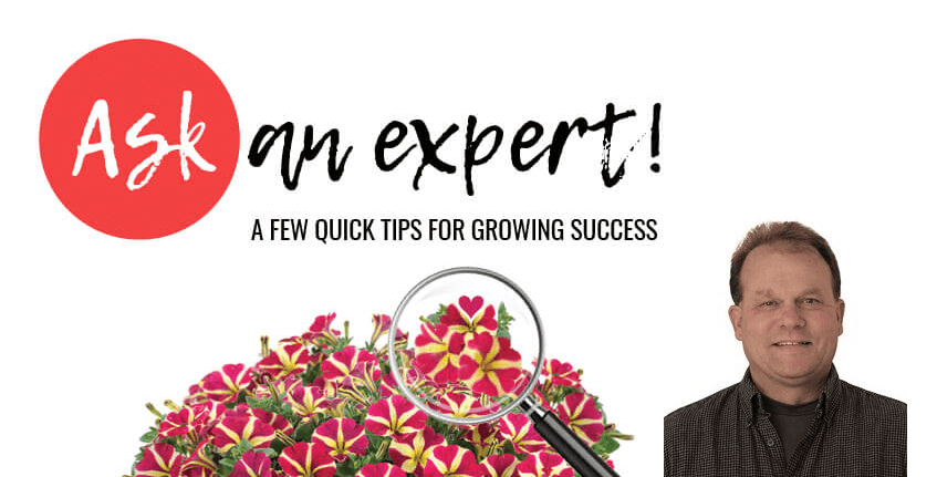 Petunia Growing Tips