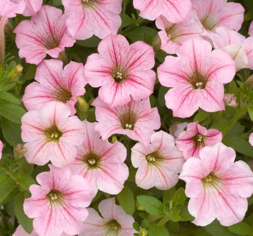 Littletunia® Pink