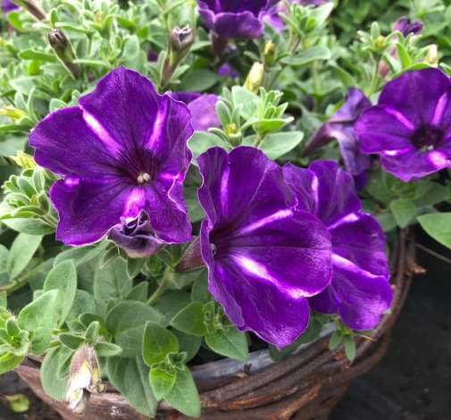 Cascadias™ Purple Gem