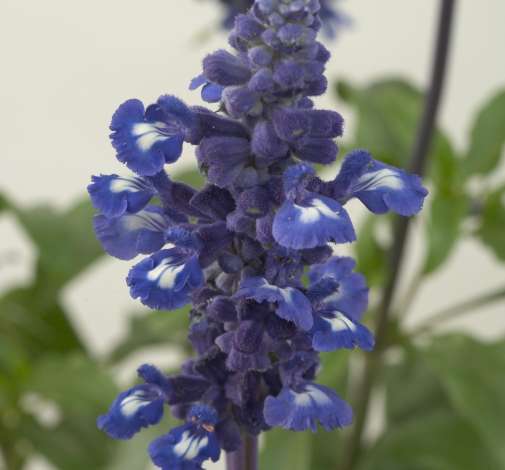 Sallyfun™ Blue Emotion