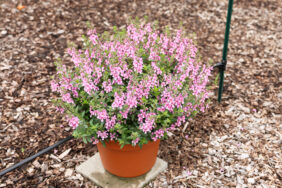 Alonia™ Pink Flirt