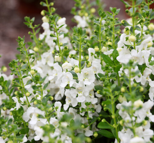 Alonia™ Snowball