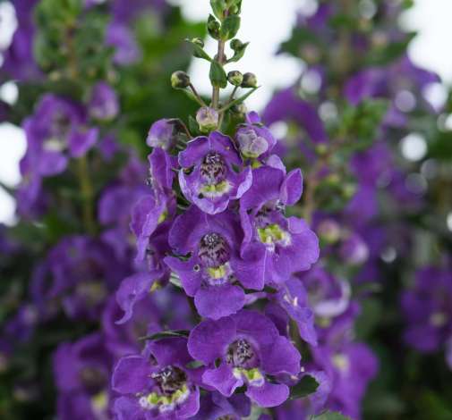 Alonia™ Dark Lavender