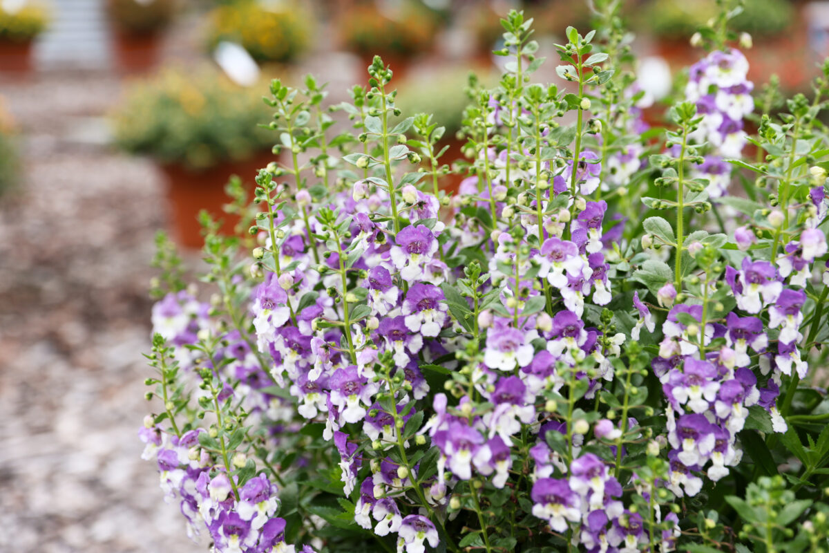 Alonia™ Big Bicolor Purple