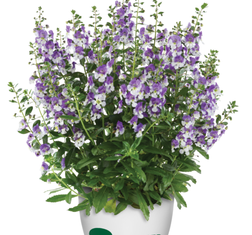 Alonia™ Big Bicolor Purple