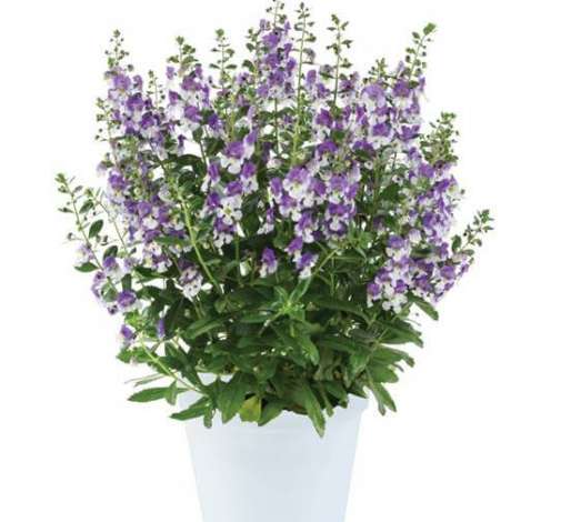 Alonia™ Big Bicolor Purple