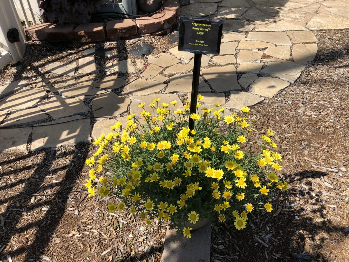 Sunny Spring™