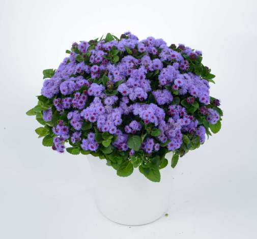 AGUILERA™ VIOLET