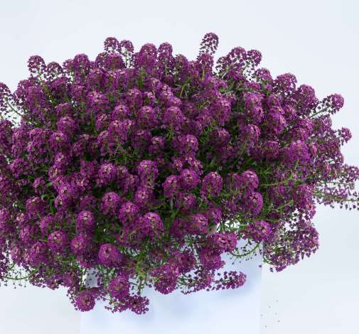 Purple Imp. Stream™