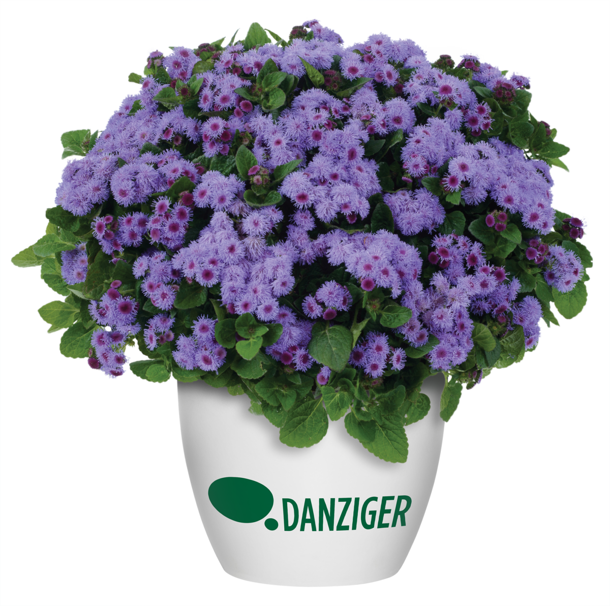 AGUILERA™ VIOLET