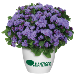 AGUILERA™ VIOLET