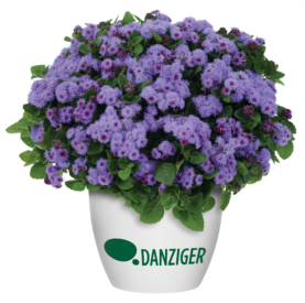 AGUILERA™ VIOLET