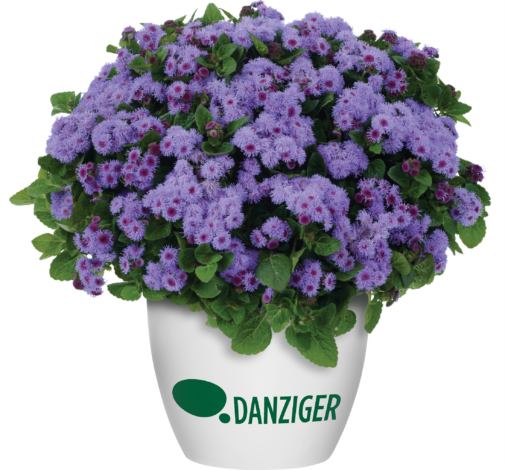 AGUILERA™ VIOLET