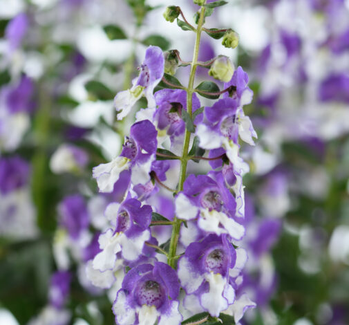 Alonia™ Big Bicolor Purple
