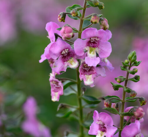 Alonia™ Pink Flirt