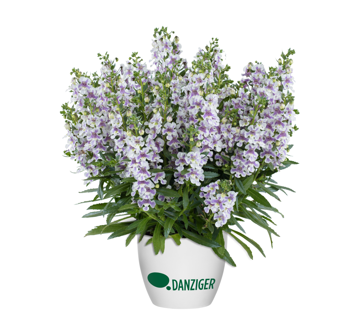 Alonia™ Bicolor Violet