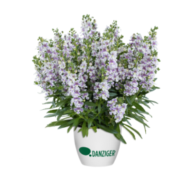 Alonia™ Bicolor Violet