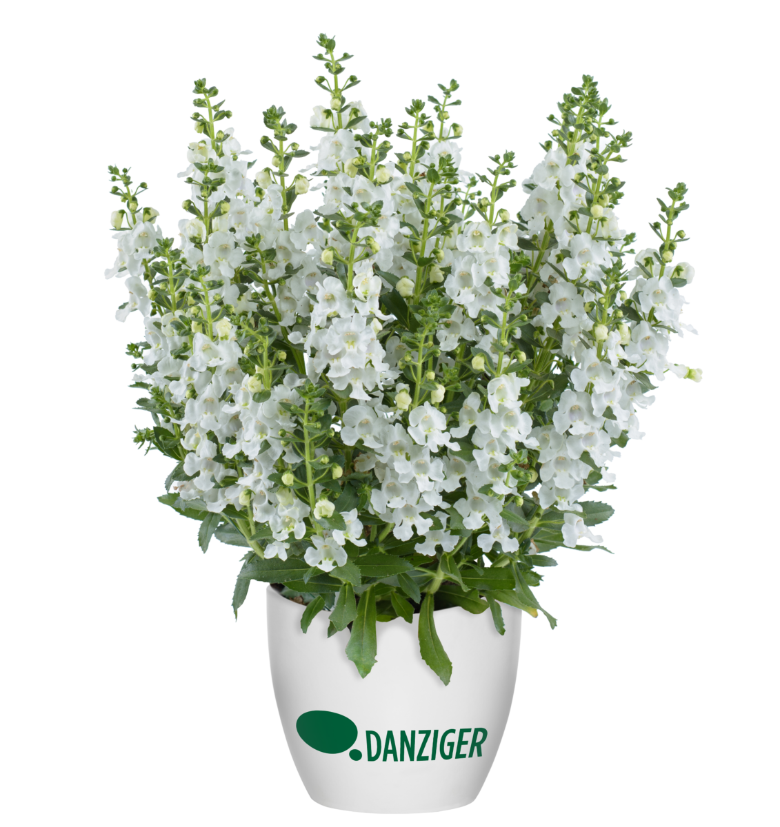Alonia™ Snowball