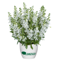 Alonia™ Snowball