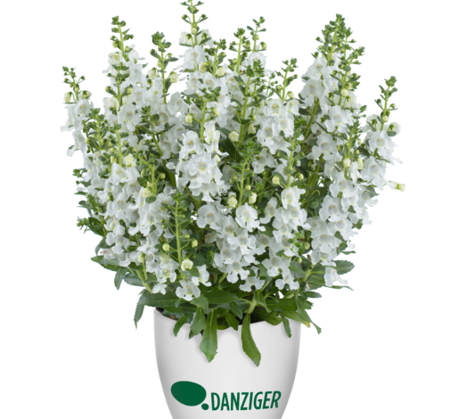 Alonia™ Snowball
