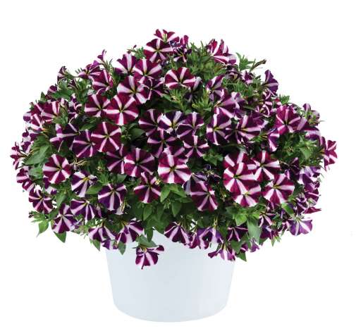 Amore® Fluttering Heart