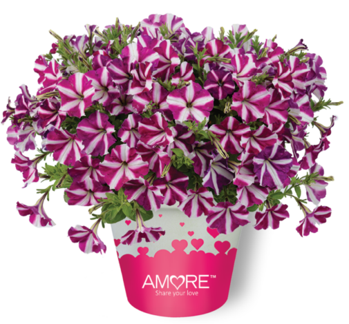 Amore®Joy