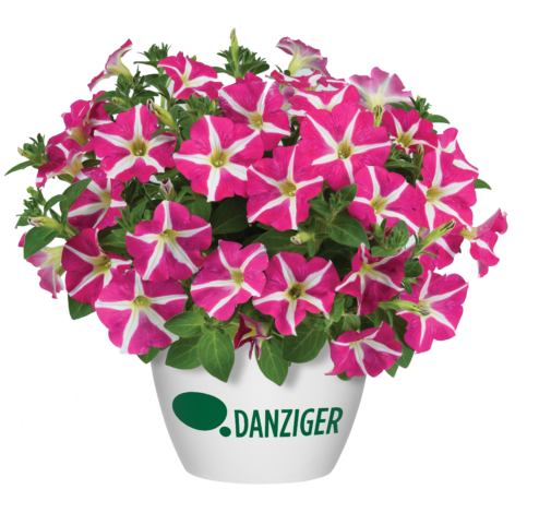Amore® Pink Hearts