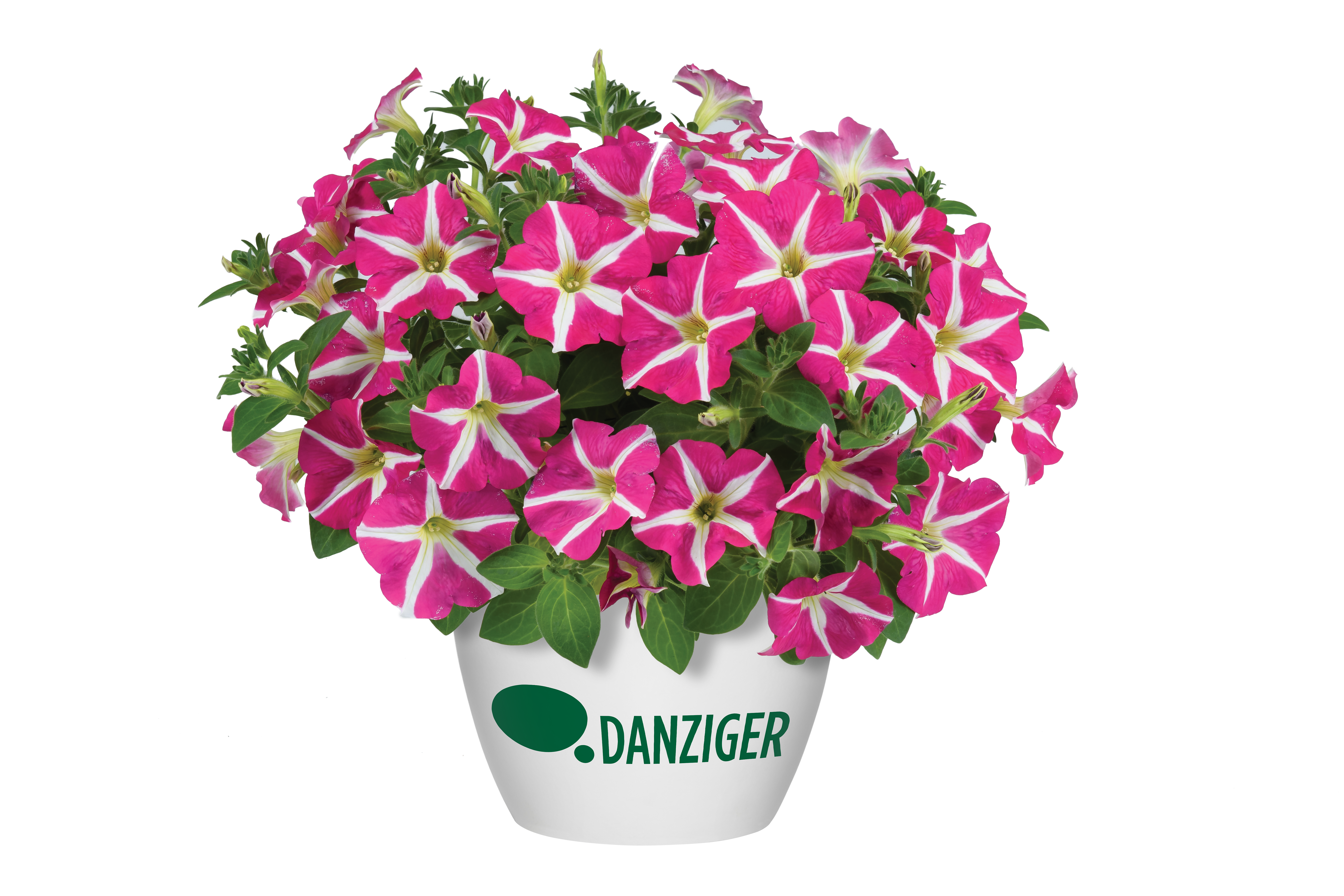 Amore® Pink Hearts
