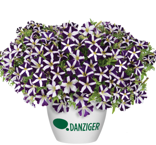 Amore® Purple