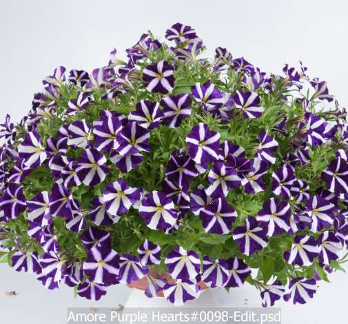 Amore® Purple