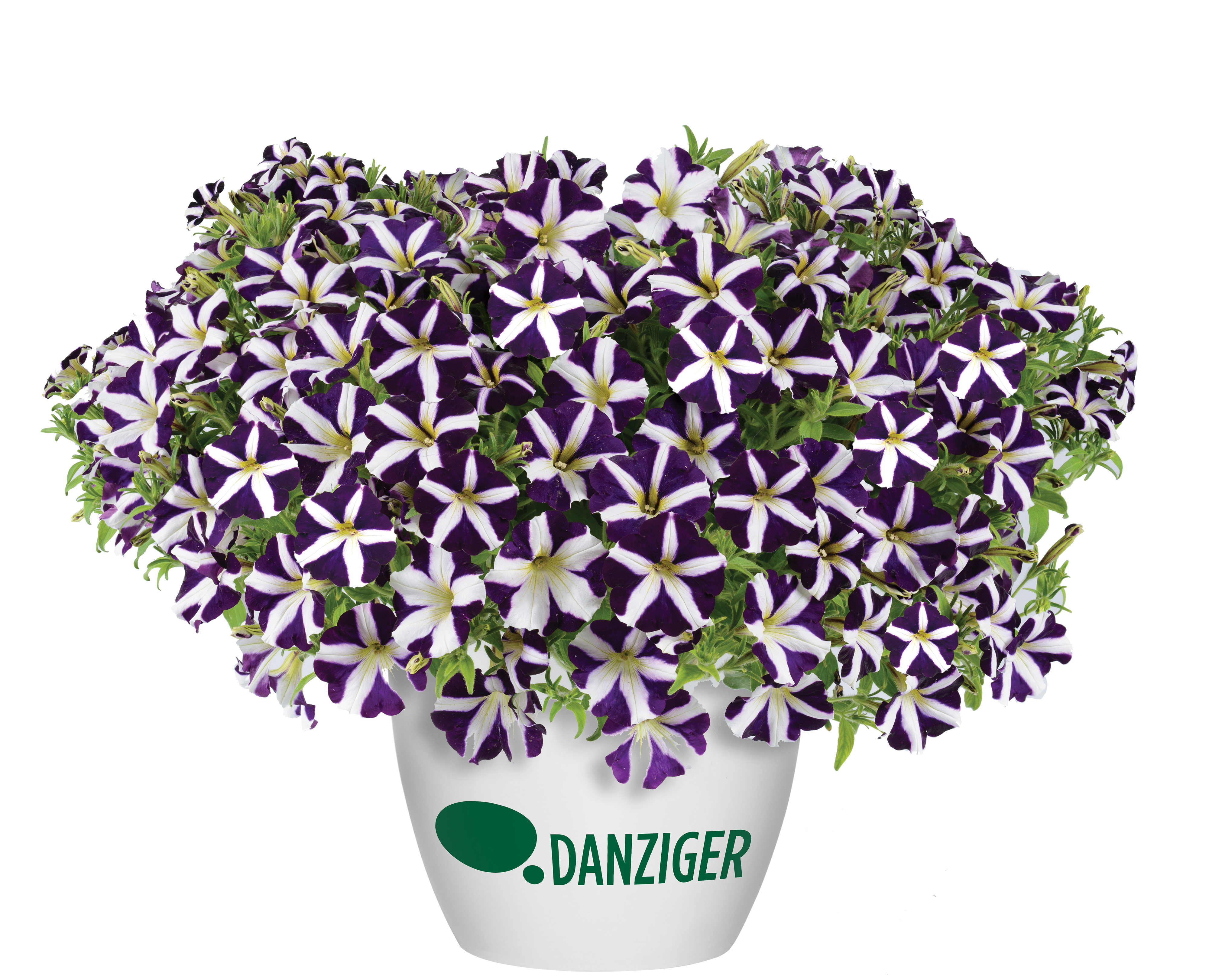 Amore® Purple