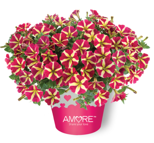 Amore® Queen of Hearts