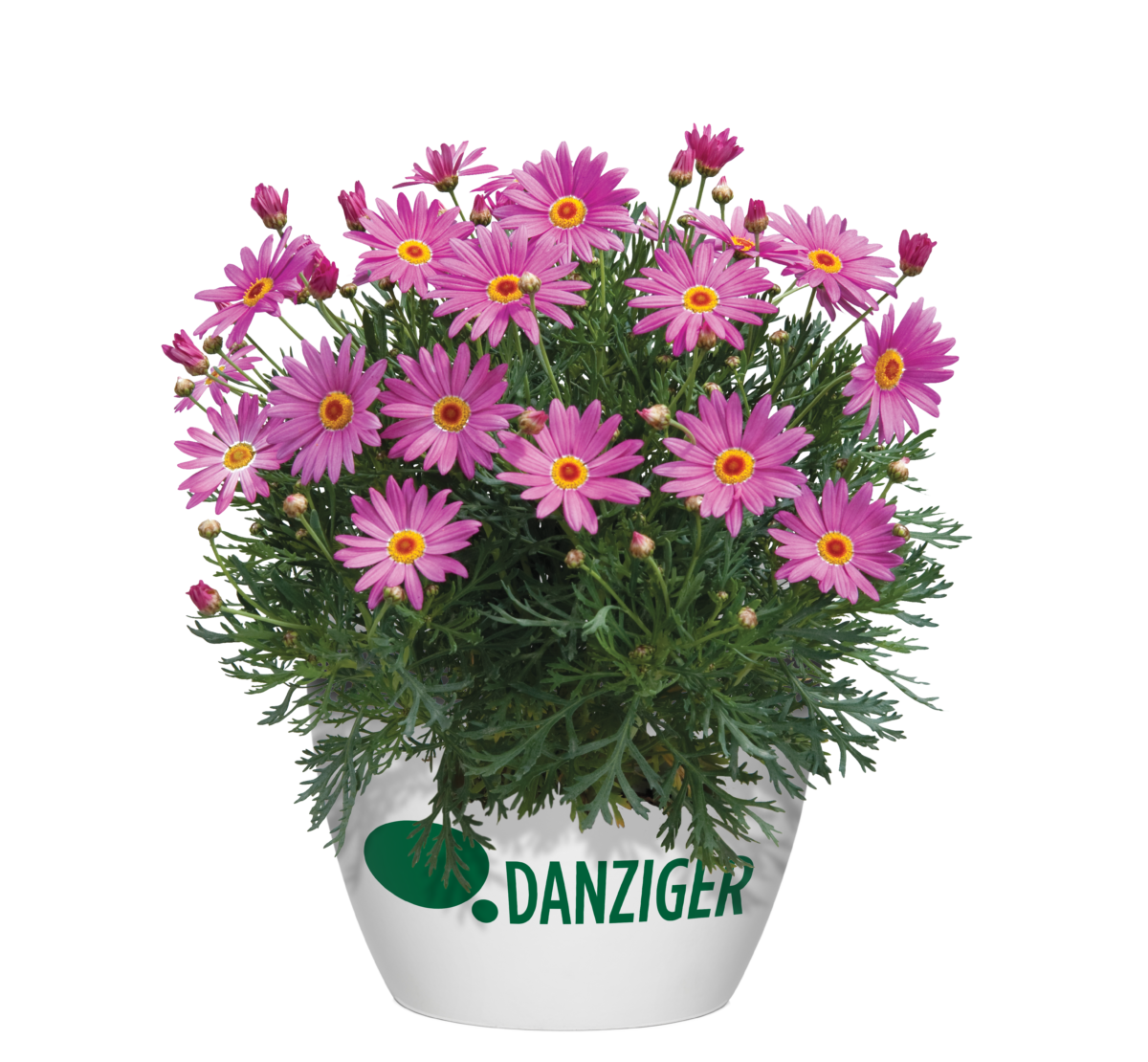 Angelic™ Giant Pink