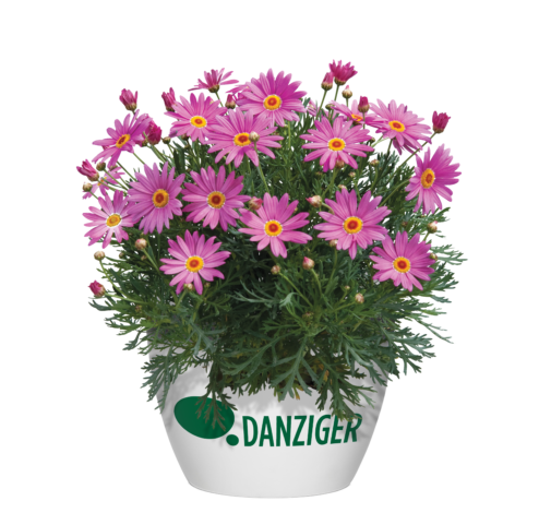Angelic™ Giant Pink