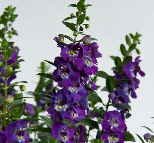 Alonia™ Big Blue