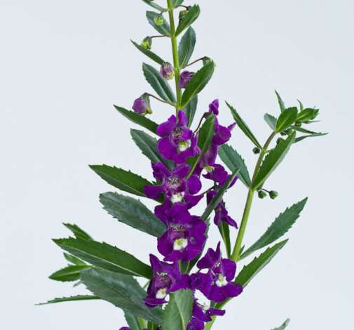 Alonia™ Big Indigo