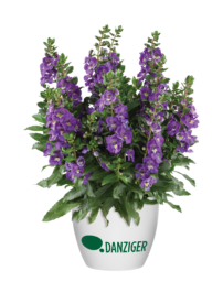Alonia™ Dark Lavender