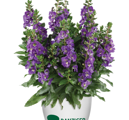 Alonia™ Dark Lavender