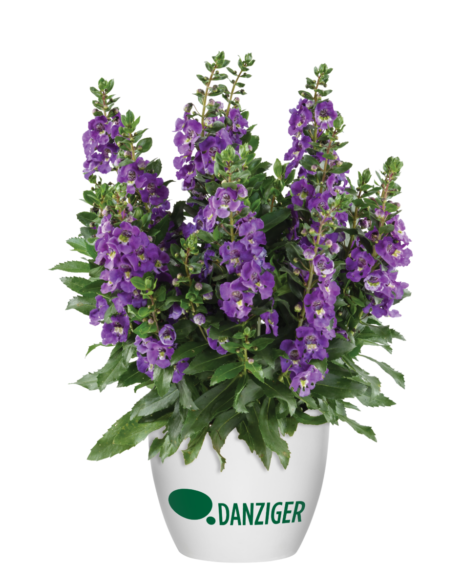 Alonia™ Dark Lavender