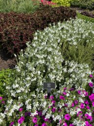 Alonia™ Snowball